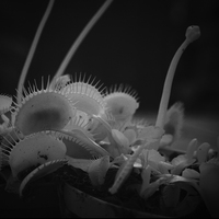 Buy canvas prints of Infrared Venus Fly Trap by Philip Pound
