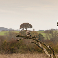 Buy canvas prints of The Buzzard and The Magpie by Philip Pound