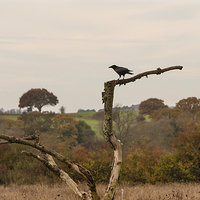 Buy canvas prints of The Raven and the Magpie by Philip Pound