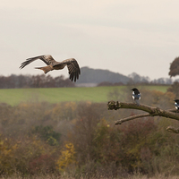 Buy canvas prints of Red Kite and Magpies by Philip Pound
