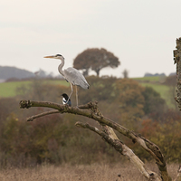 Buy canvas prints of Grey Heron and Magpie by Philip Pound