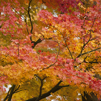 Buy canvas prints of Glorious Autumn Leaves by Philip Pound