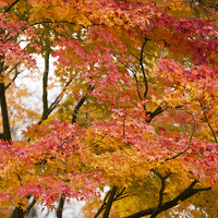 Buy canvas prints of Fabulous Autumn Colours by Philip Pound