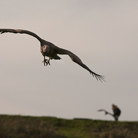 Buy canvas prints of Vulture in Flight by Philip Pound