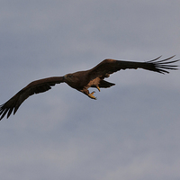 Buy canvas prints of Golden Eagle in Flight by Philip Pound