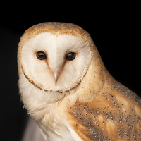 Buy canvas prints of Barn Owl  Portrait by Philip Pound