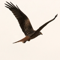 Buy canvas prints of Red Kite in Flight by Philip Pound