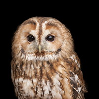 Buy canvas prints of Tawny Owl Portrait by Philip Pound