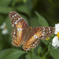 Buy canvas prints of Brown and orange butterfly by Philip Pound