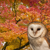 Buy canvas prints of Barn Owl and Autumn Leaves by Philip Pound