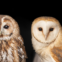 Buy canvas prints of Tawny Owl and Barn Owl by Philip Pound