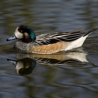 Buy canvas prints of Wigeon on the water by Philip Pound
