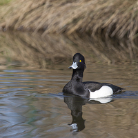 Buy canvas prints of Tufted Duck on Pond by Philip Pound