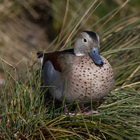 Buy canvas prints of Duck Sitting in Grass by Philip Pound