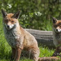 Buy canvas prints of Pair of English Red Foxes by Philip Pound