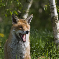 Buy canvas prints of English Fox Portrait by Philip Pound