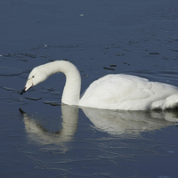 Buy canvas prints of White Swan on Frozen Lake by Philip Pound