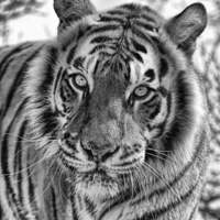 Buy canvas prints of Tiger Portrait by Philip Pound
