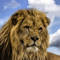 Buy canvas prints of Lion Portrait by Philip Pound
