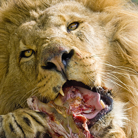 Buy canvas prints of Male Lion Eating by Philip Pound