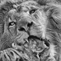 Buy canvas prints of Lion Eating Meat by Philip Pound