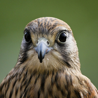 Buy canvas prints of Young Kestrel Portrait by Philip Pound
