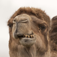 Buy canvas prints of Camel - A Fine Set of Teeth by Philip Pound