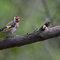 Buy canvas prints of Goldfinch on a Branch by Philip Pound