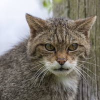 Buy canvas prints of Scottish Wildcat Staring by Philip Pound