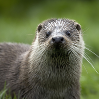 Buy canvas prints of River Otter Close Up by Philip Pound