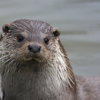 Buy canvas prints of British River Otter by Philip Pound