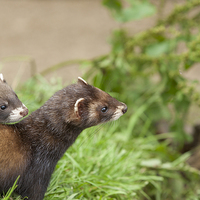 Buy canvas prints of Baby polecat on mother's back by Philip Pound