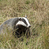 Buy canvas prints of  Badger in wild grass by Philip Pound