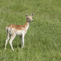 Buy canvas prints of  Young Fallow Deer by Philip Pound