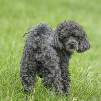 Buy canvas prints of  Black Toy Poodle in a field  by Philip Pound