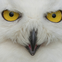 Buy canvas prints of  Snowy Owl Eyes by Philip Pound