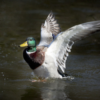 Buy canvas prints of  Mallard Drake Duck Spreading His Wings by Philip Pound
