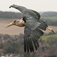Buy canvas prints of  African Marabou Stork in Flight by Philip Pound