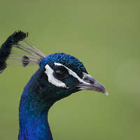 Buy canvas prints of  Peacock Head by Philip Pound