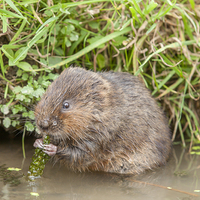 Buy canvas prints of  Water Vole  by Philip Pound