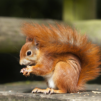 Buy canvas prints of  Red Squirrel Eating a Hazelnut by Philip Pound