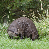 Buy canvas prints of  River Otter  by Philip Pound