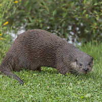 Buy canvas prints of  River Otter on a grassy bank by Philip Pound