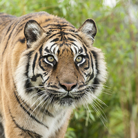 Buy canvas prints of  Sumatran Tiger  by Philip Pound