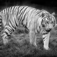 Buy canvas prints of  White Tiger by Philip Pound
