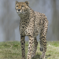 Buy canvas prints of  Cheetah by Philip Pound