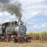 Buy canvas prints of  Steam Train and the Sugar Cane Fields in Cuba by Philip Pound