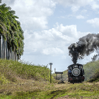 Buy canvas prints of  Steam Train and the Royal Palm Trees in Cuba by Philip Pound