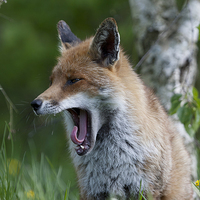Buy canvas prints of  Fox Yawning by Philip Pound