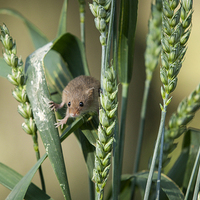 Buy canvas prints of  Harvest Mouse in the Grass by Philip Pound